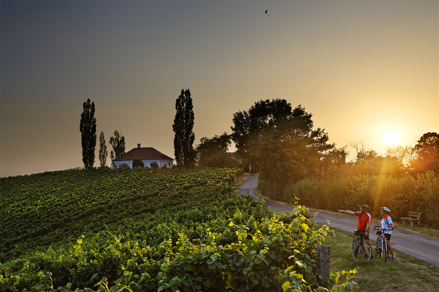 Weinberge